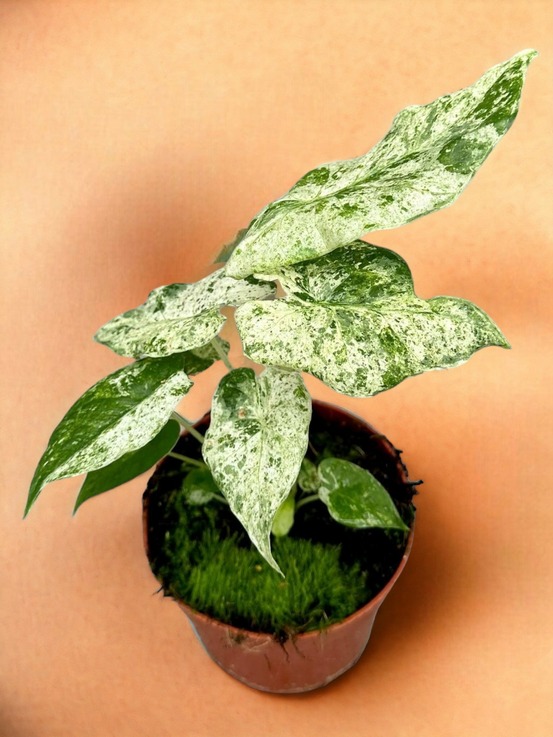 Alocasia macrorrhiza splash