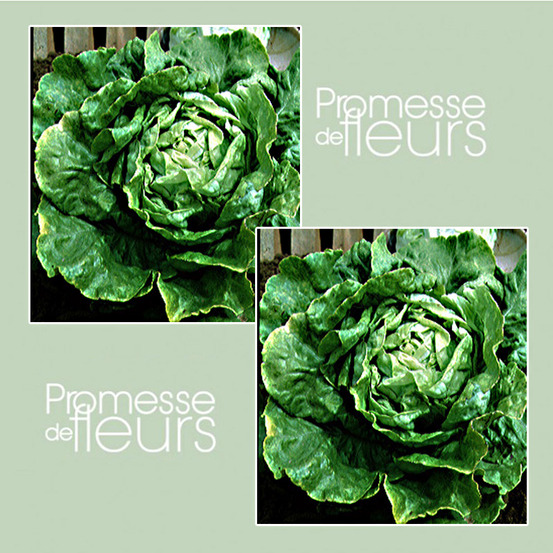 Laitue dété 'capitata attraktion' le sachet de 2500 graines environ (3g)