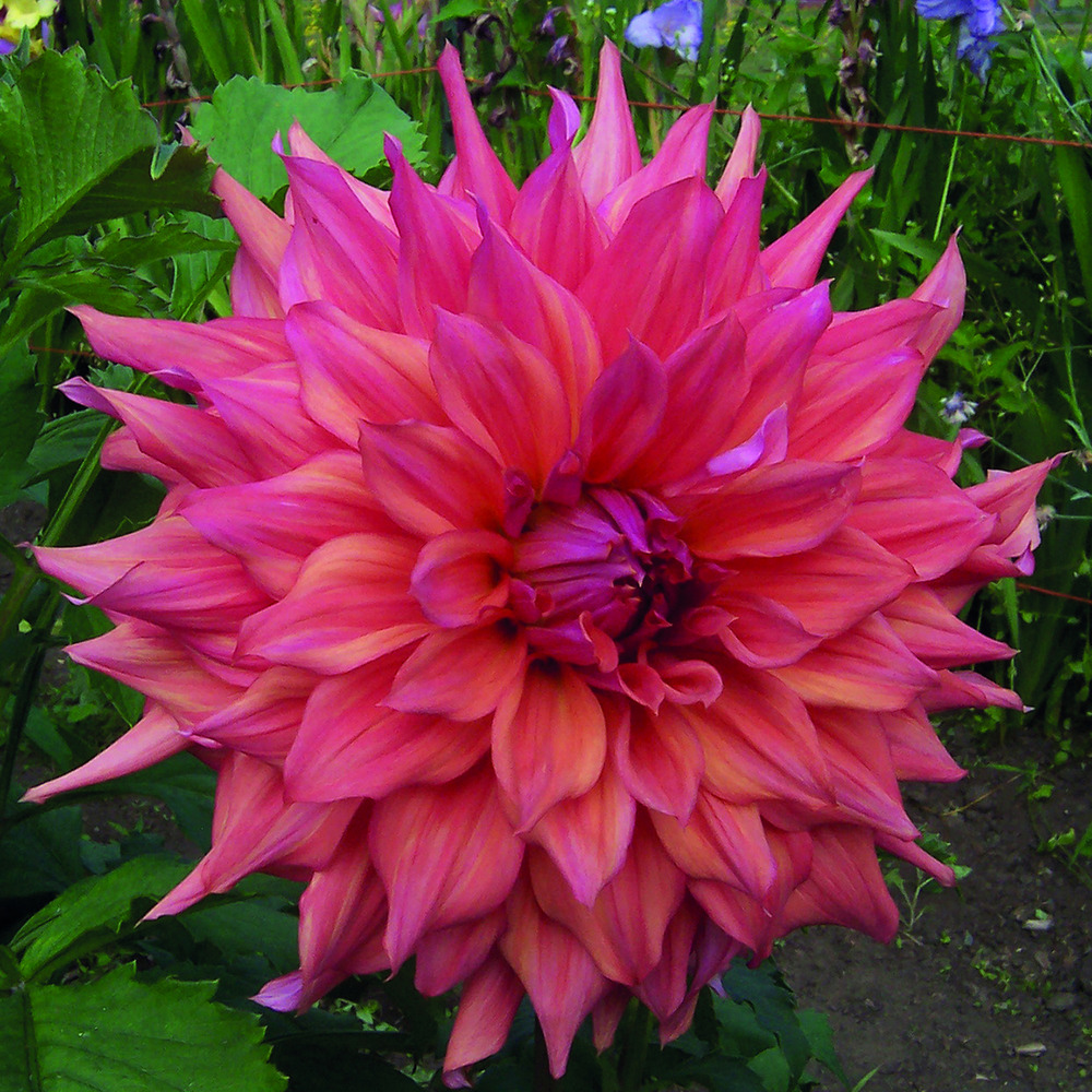 Dahlia géant décoratif 'belle de barmera' bulbe calibre i