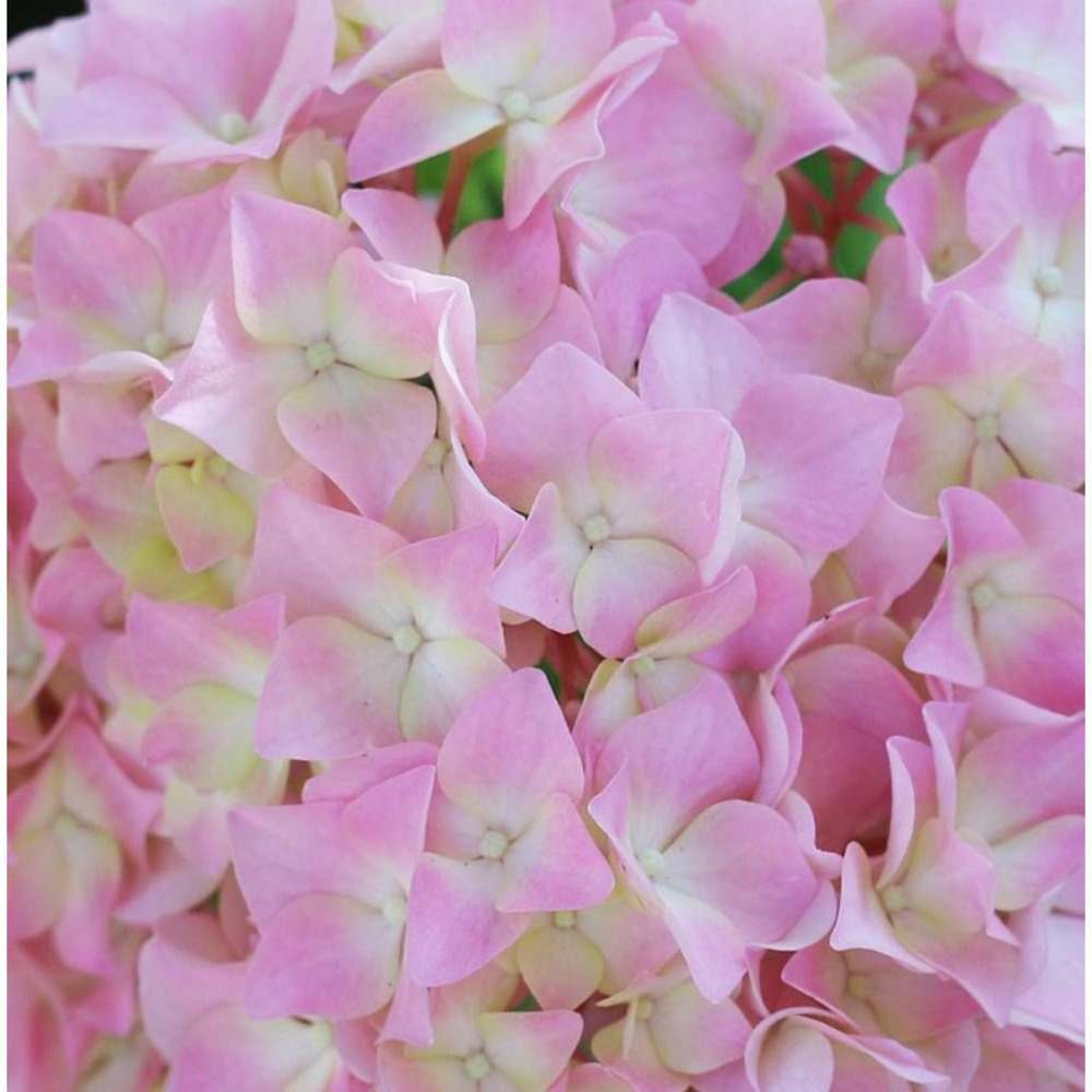 Hortensia french bolero® 'bolero', hydrangea macrophylla pot de 1,5l - 20/40 cm