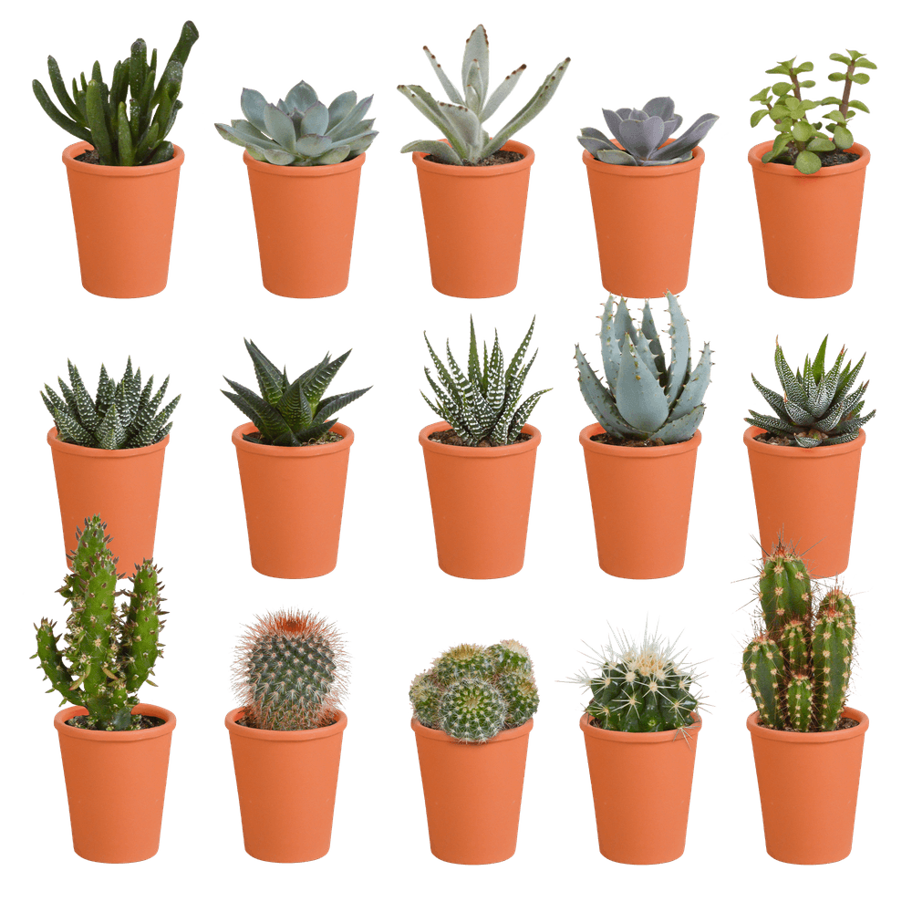 Coffret de 15 cactus et succulente + caches-pots terracotta - plantes d'intérieur