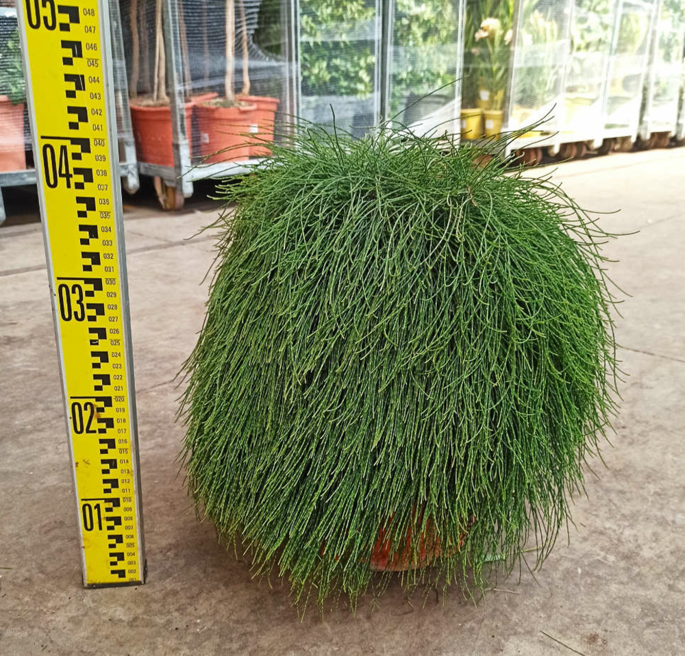 Casuarina glauca (filao glauque) pot de 10l - 30/40cm