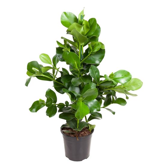 Clusia rosea - plantes d'intérieur