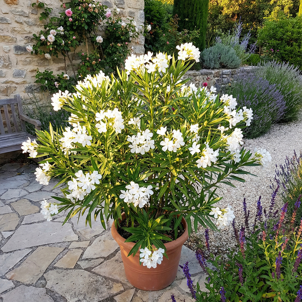 Laurier-rose (nerium oleander) - fleurs blanches - h. 80-100 cm