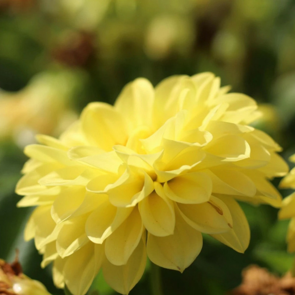 Bulbe de dahlia décoratif kelvin floodlight sachet de 1 bulbe