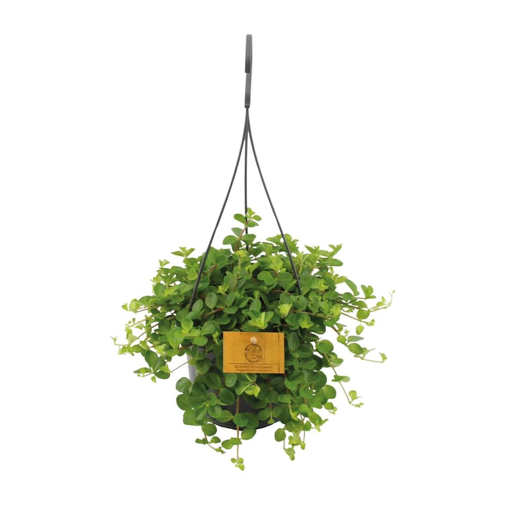 Peperomia rotundifolia - ø15cm - ↕25cm - plantes d'intérieur
