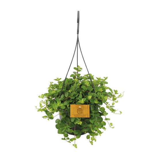 Peperomia rotundifolia - ø15cm - ↕25cm - plantes d'intérieur