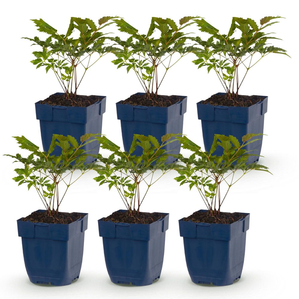 Astilbe 'fanal' - lot de 6 - pot 11 cm - hauteur 25 cm