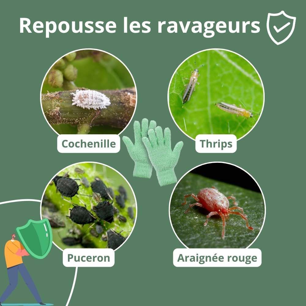 Savon noir concentré pour plantes - solution phytosanitaire écologique - 250ml