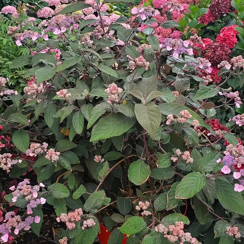 Hortensia arbustif hydream® chocolate 'hcpf1' godet - 5/20 cm