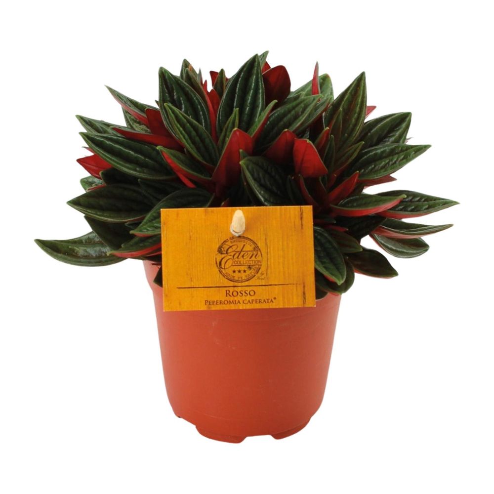 Peperomia caperata rosso - ø10,5cm - ↕15cm - plantes d'intérieur