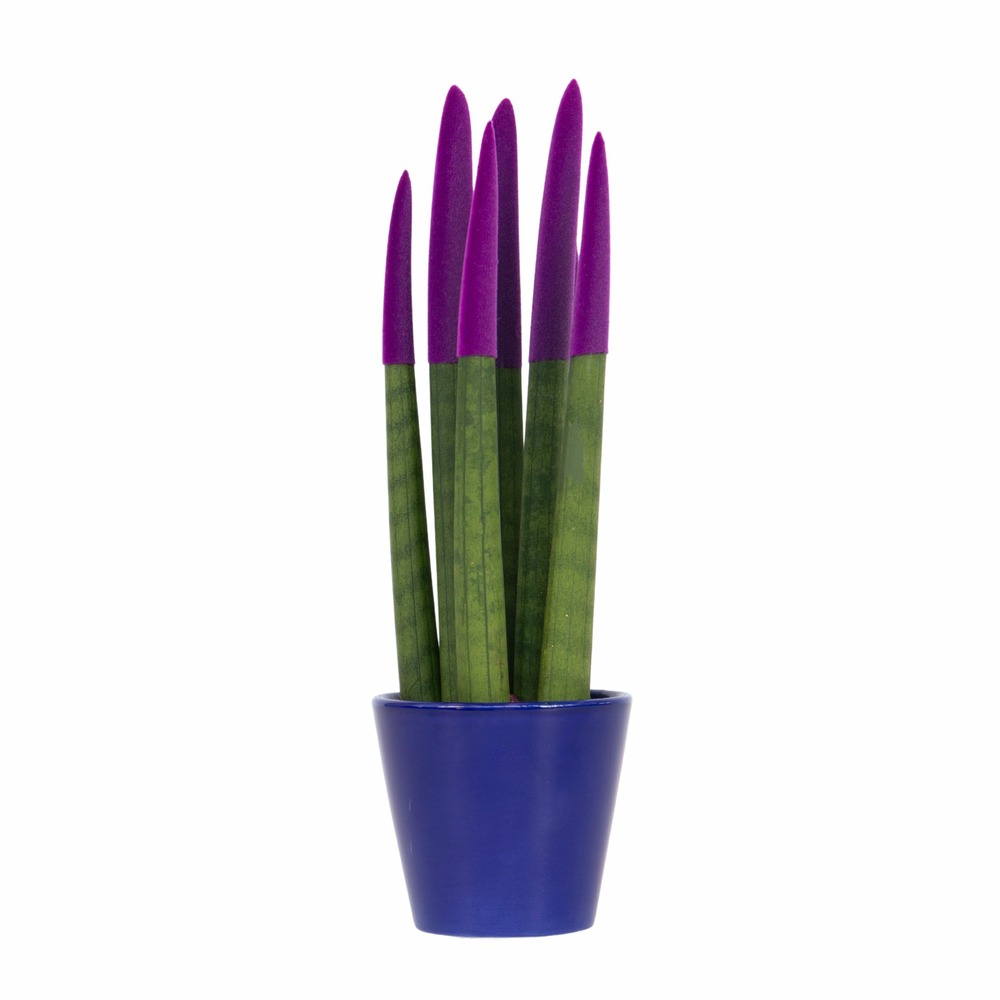 Sansevieria cylindrique - hauteur 20-40cm - pot 9cm