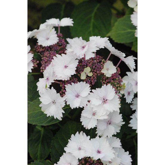 Hortensia macrophylla 'koria' ? - en pot de 5 litres