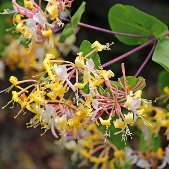 Chèvrefeuille - lonicera xheckrottii american beauty 70cm