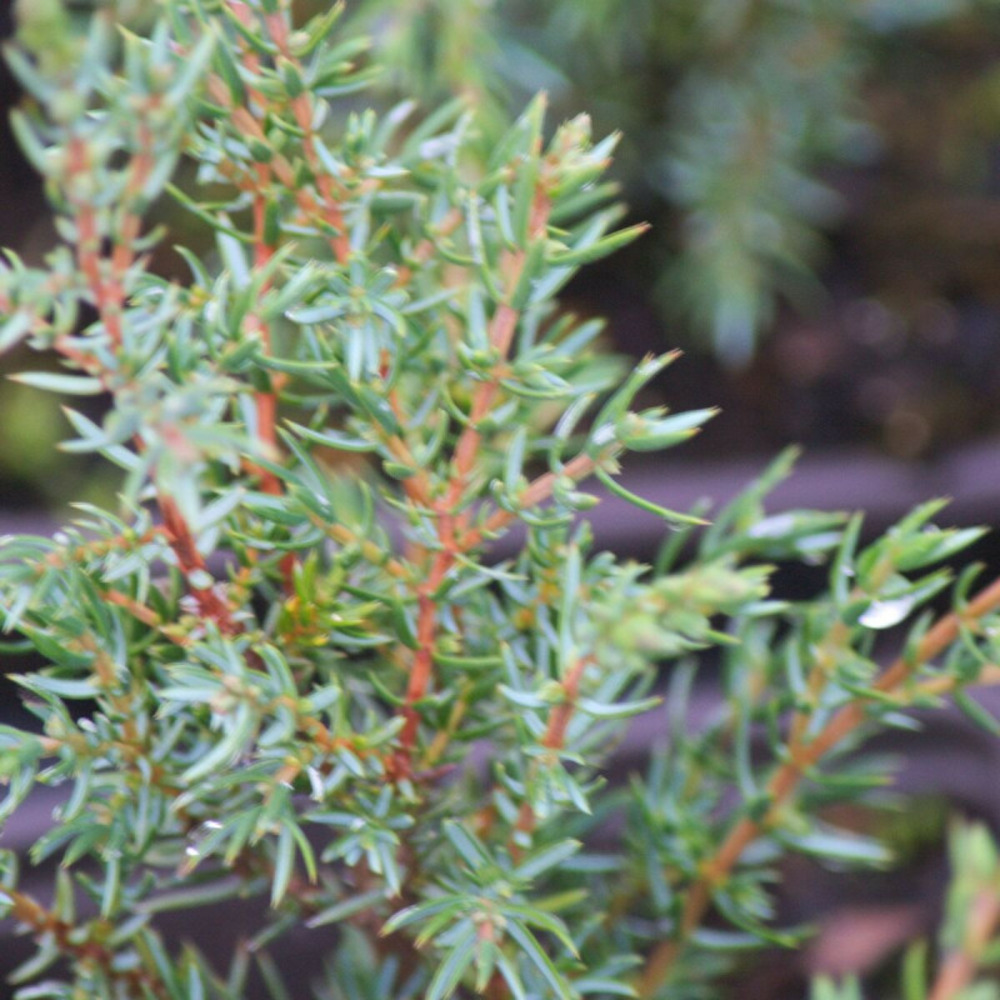 Genévrier commun hibernica, juniperus pot de 1,5l - 10/20 cm