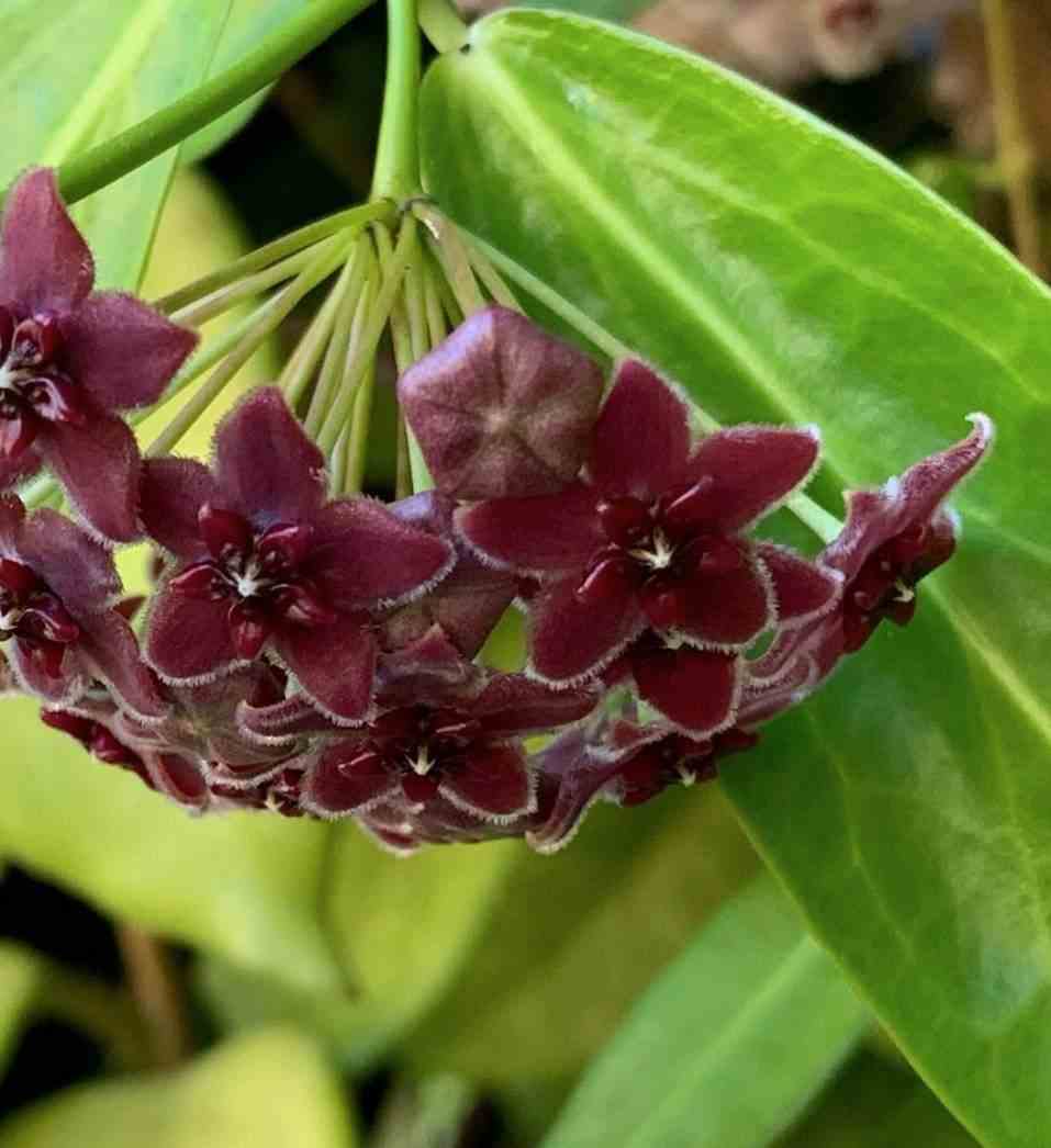 Hoya globulifera (fleur de porcelaine, fleur de cire) taille pot de 2 litres - 20/40 cm -   violet