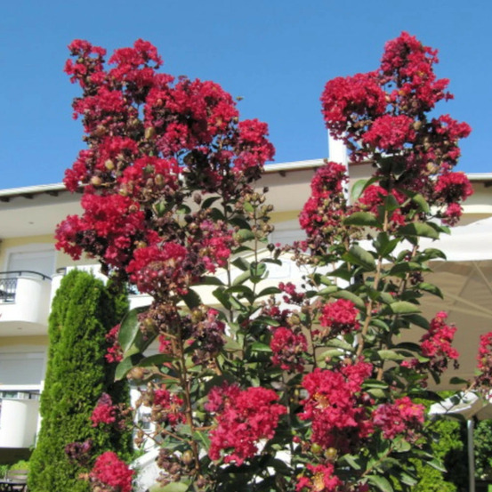 Lilas des indes terrasse rouge, lagerstroemia pot de 7,5l - 60/80 cm