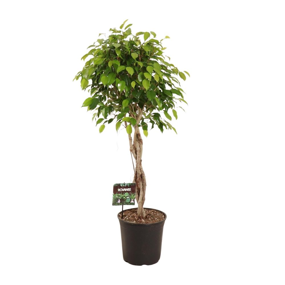 Ficus benjamina exotica - ø27cm - ↕120cm - plantes d'intérieur