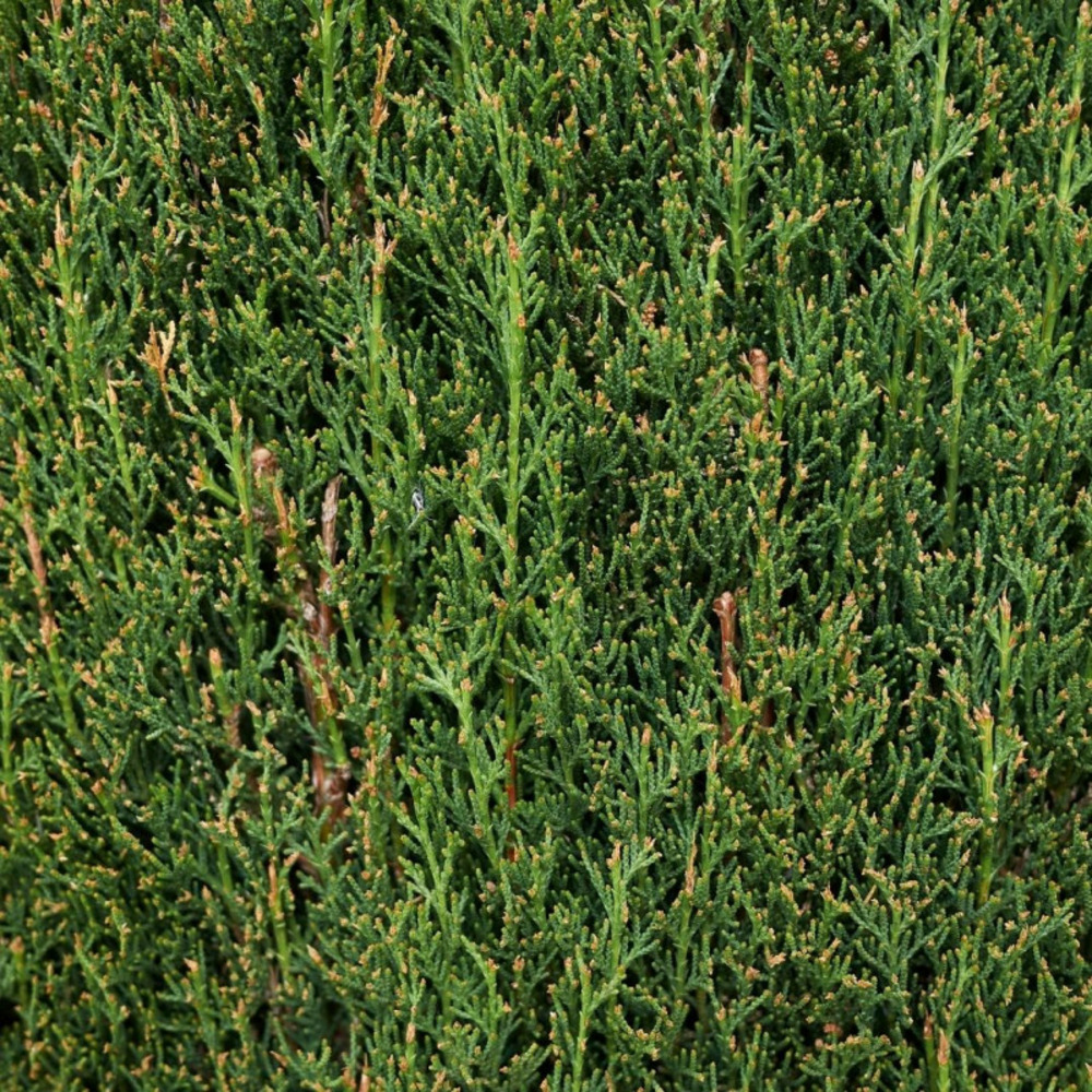 Cyprès de provence totem - cupressus sempervirens totem 30/40cm pot 2,5l