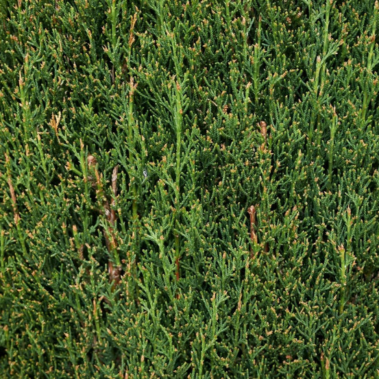 Cyprès de provence totem - cupressus sempervirens totem 30/40cm pot 2,5l