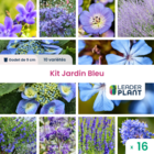 Kit jardin bleu - 10 variétés - lot de 16 godets