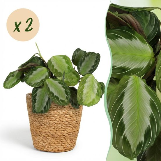 Maranta fascinator silverband - pet-friendly - pot de 12cm - hauteur 25-35cm - plantes d'intérieur