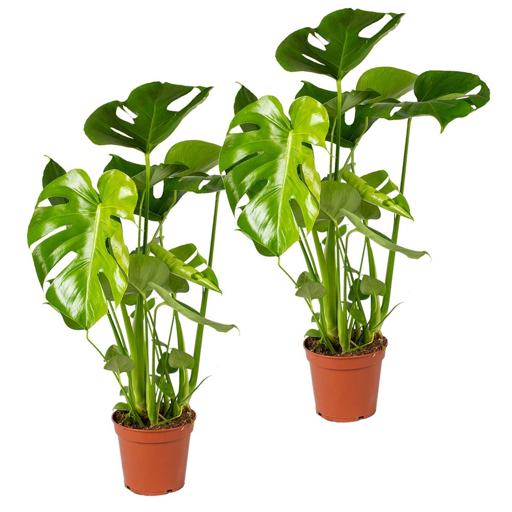 Lot de 2 - monstera deliciosa - plante à trous - dépolluante - 50-60 cm de haut - pot 17 cm