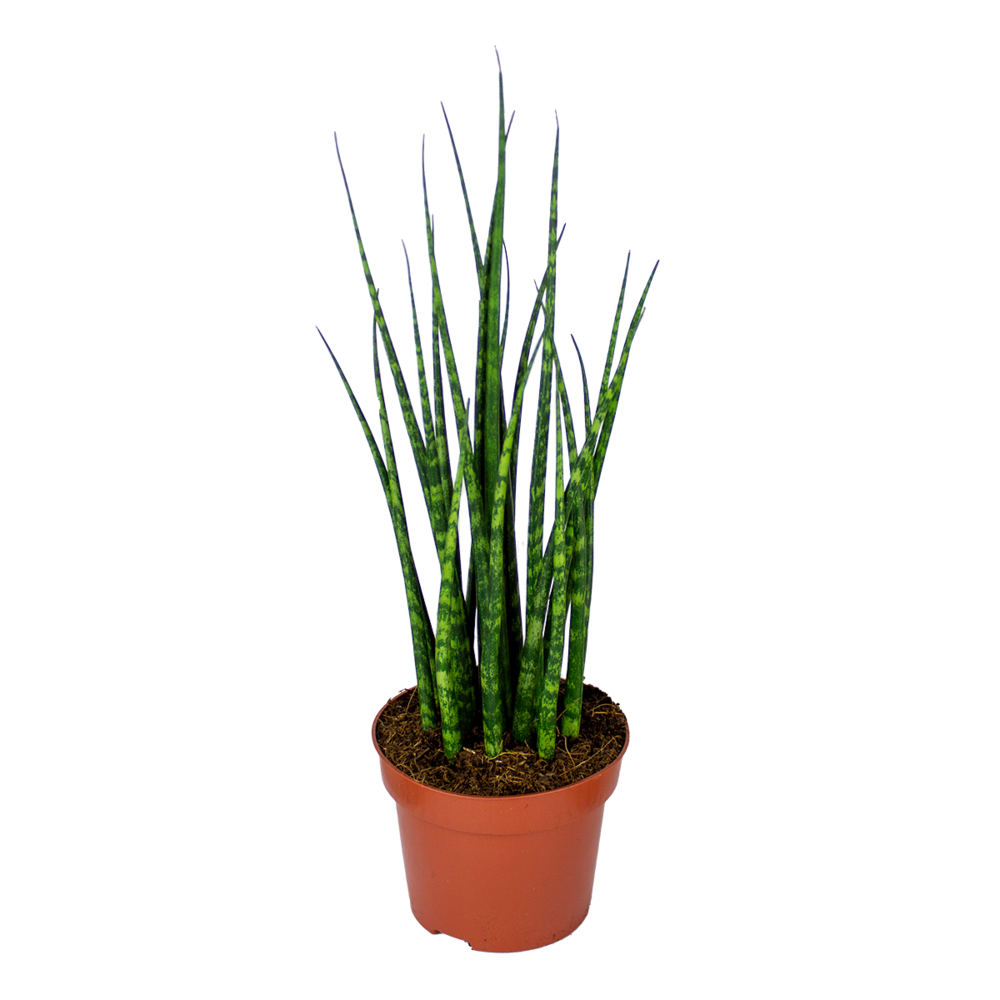 Sansevieria fernwood mikado - langue de belle-mère - 20-30 cm de haut - pot 12 cm