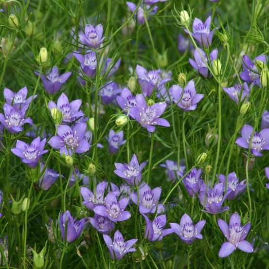 Nigelle de bouchara 'blue stars' le sachet de 1300 graines environ (1g)