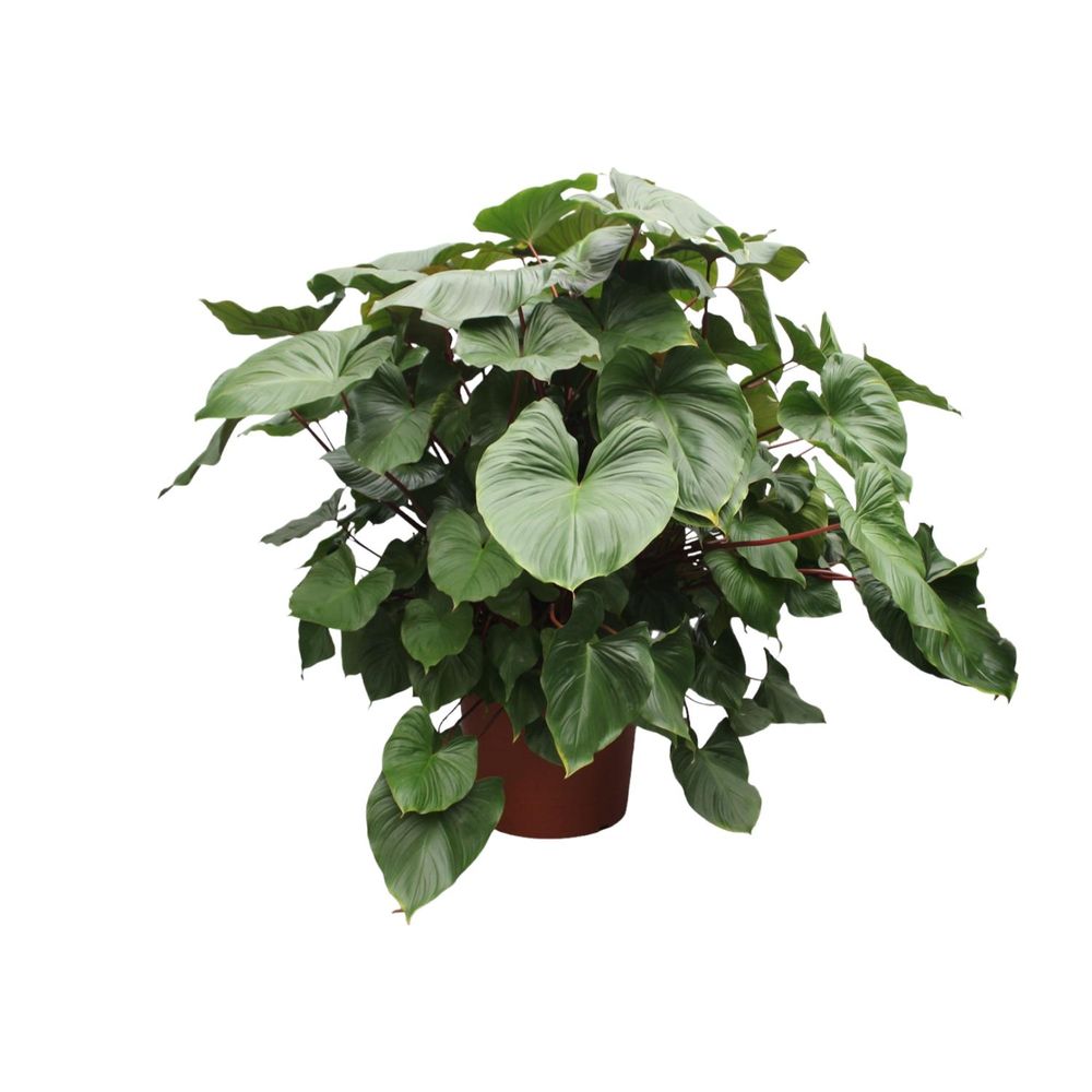 Homalomena rubescens maggy - plantes d'intérieur