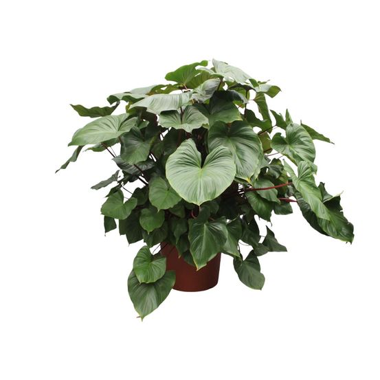 Homalomena rubescens maggy - plantes d'intérieur