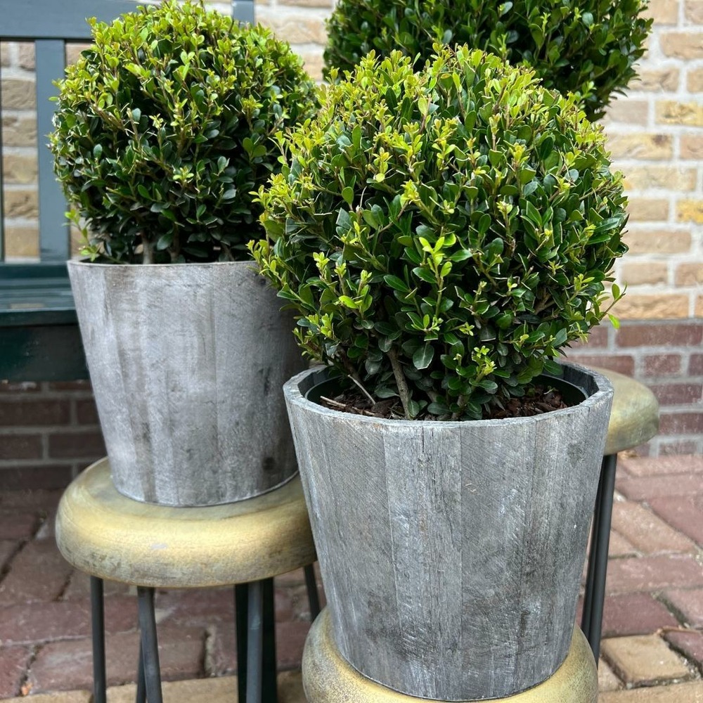 Ilex crenata 'jenny' et leur pot x 2