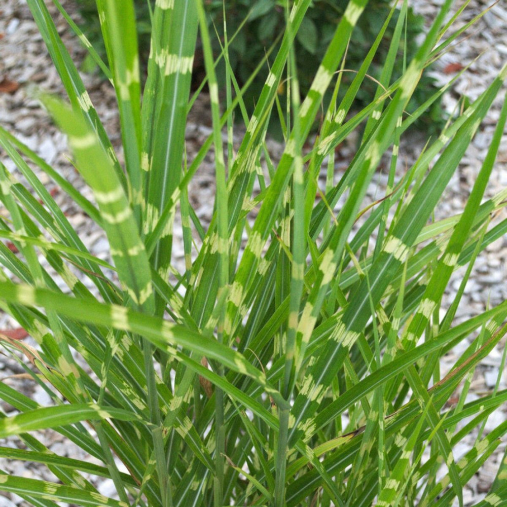 Miscanthus, roseau de chine zebrinus godet - 5/20 cm