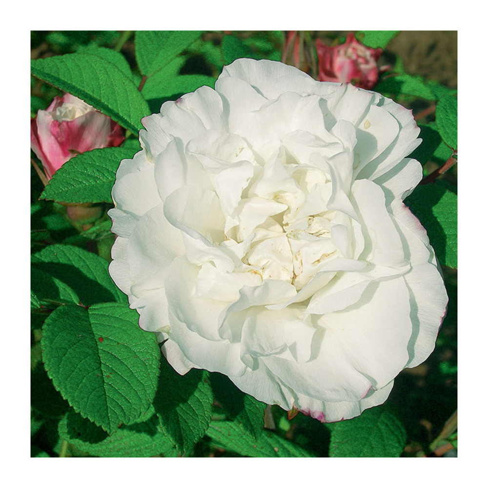 Rosier louise bugnet racines nues