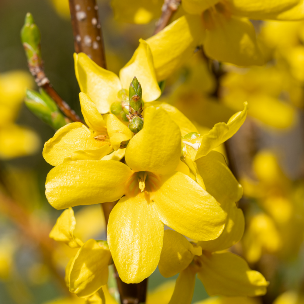 Forsythia week-end 3l