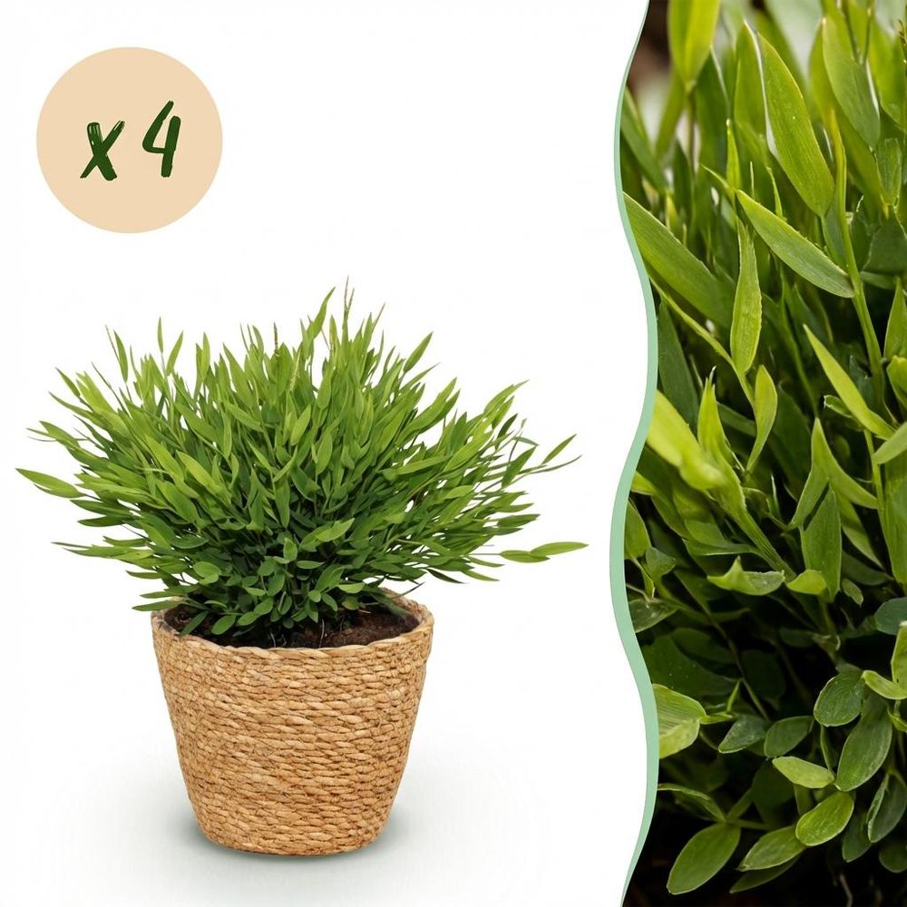 Bamusa pogonatherum monica - pet-friendly - bambou miniature - pot de 12cm - hauteur 20cm - plantes d'intérieur