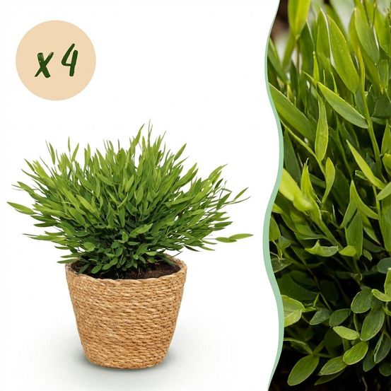 Bamusa pogonatherum monica - pet-friendly - bambou miniature - pot de 12cm - hauteur 20cm - plantes d'intérieur