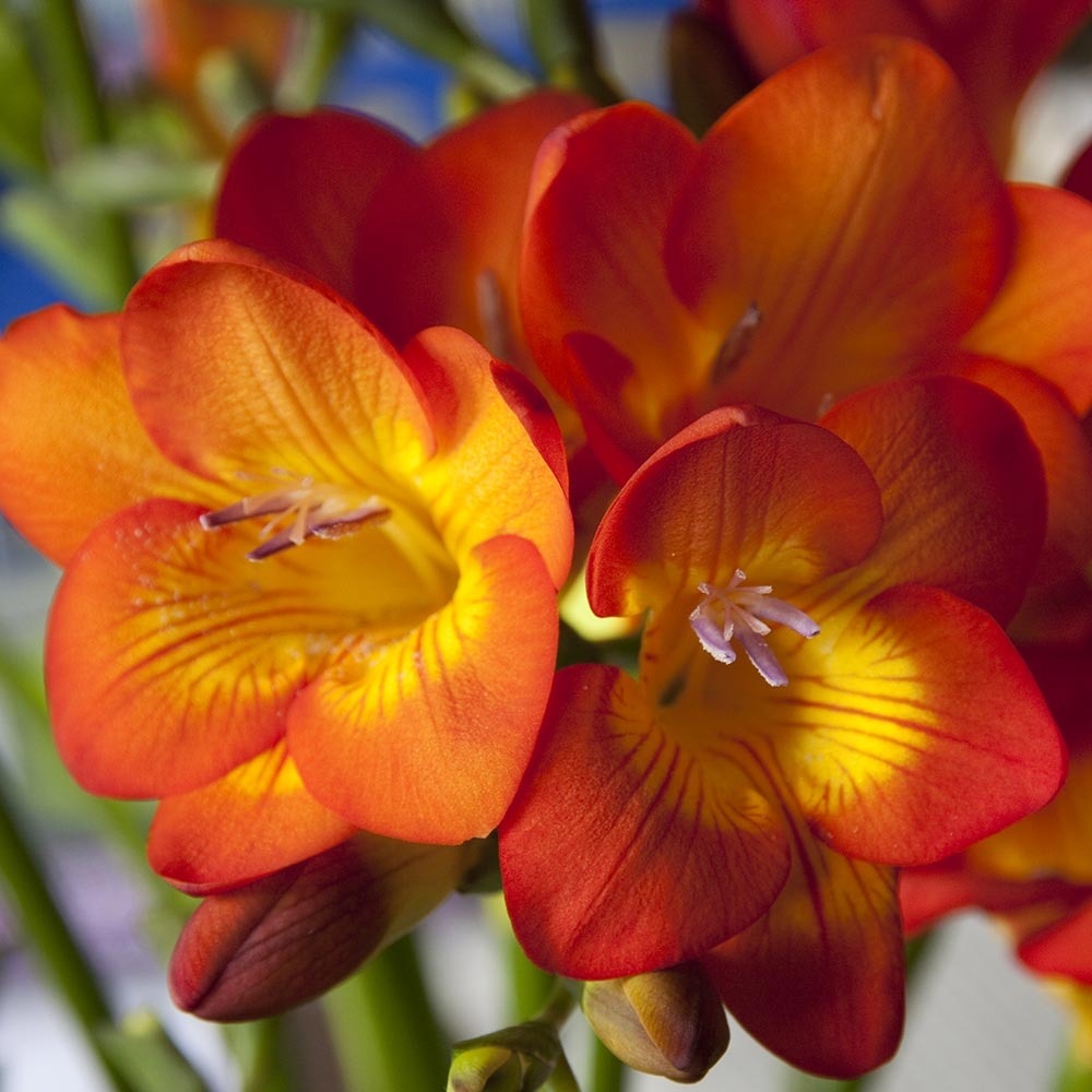Freesia 'simple orange' bulbe calibre 5+ (par 20)