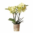 Plante d'intérieur - orchidée jaune et son cache-pot - h35cm, ø9cm 35cm