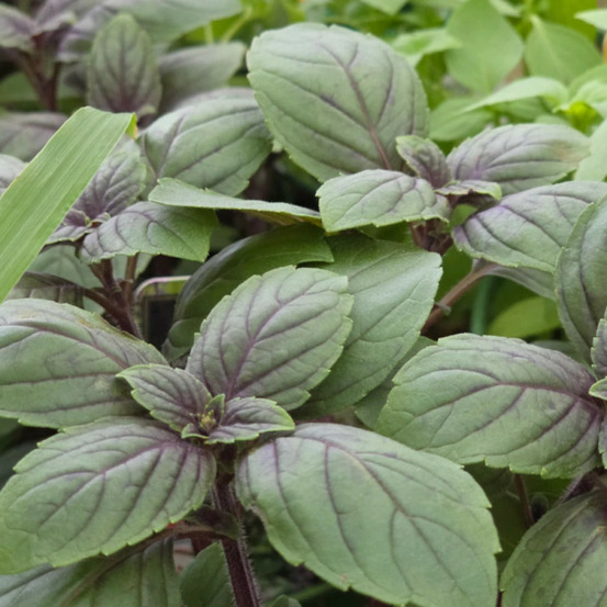 Basilic magic blue - prêt à consommer pot de 1,5l - 10/20 cm