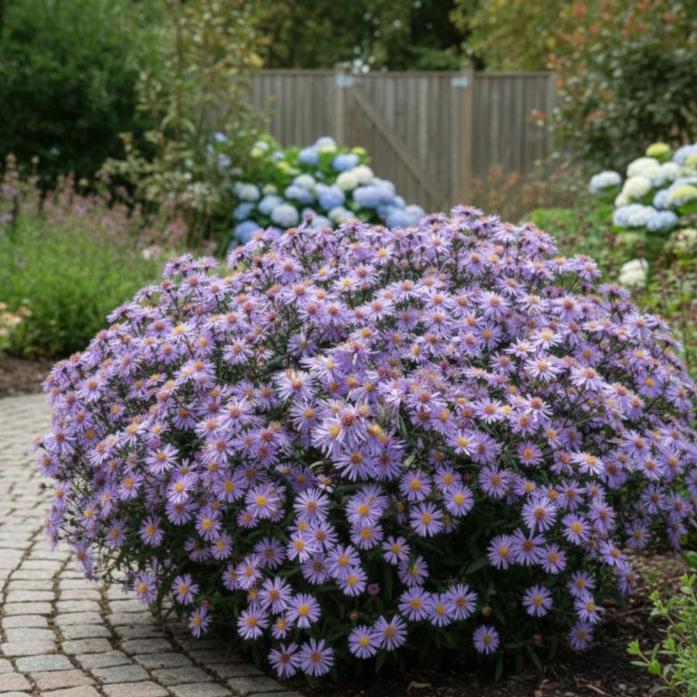 Aster grand d'automne calliope lot de 3 godets