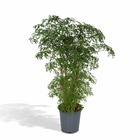 Plante d'intérieur - polyscias fruticosa  h75cm 75cm
