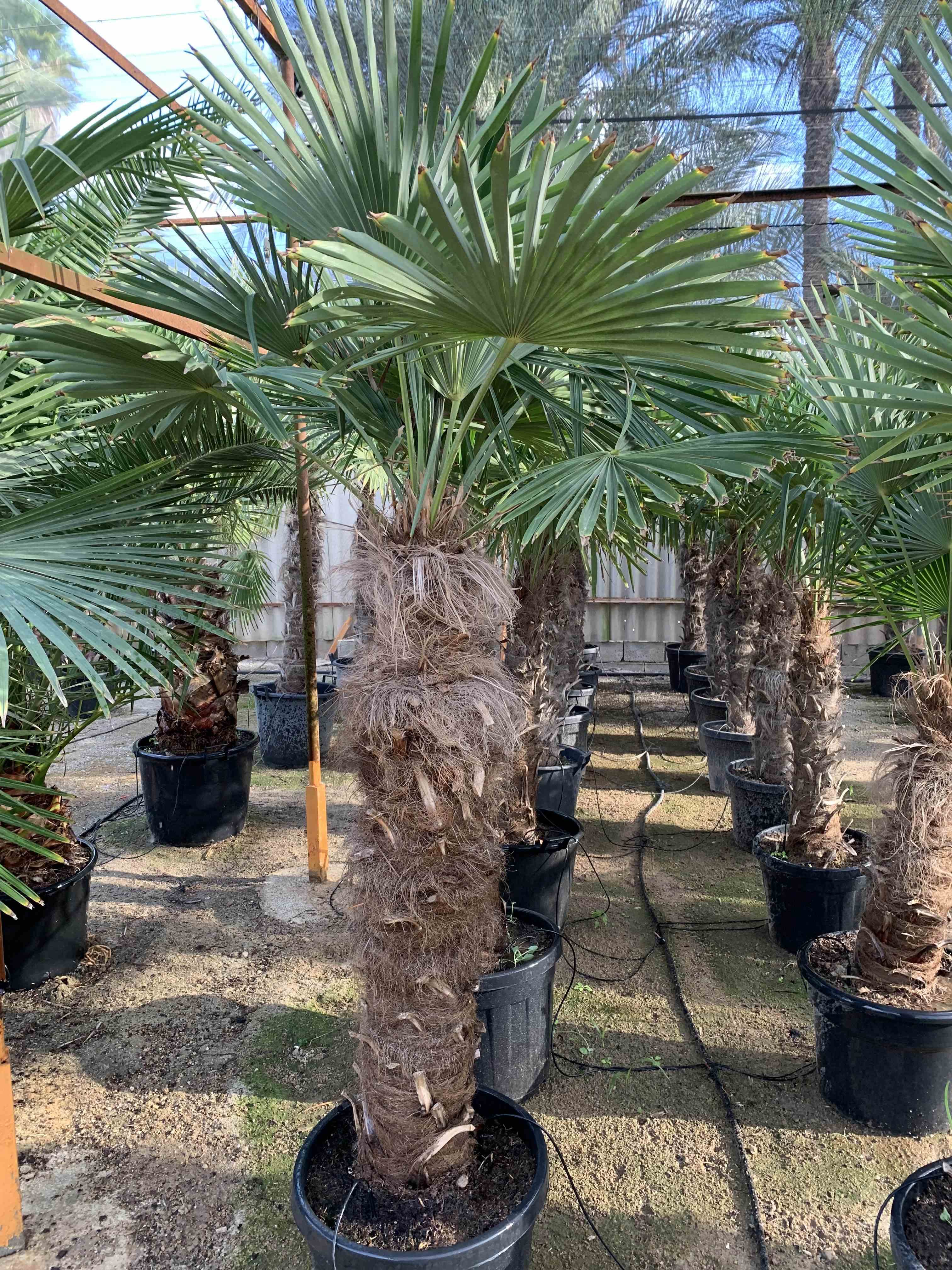 Trachycarpus fortunei (palmier chanvre, palmier moulin à vent)    pot de 40l - tronc 70/80 cm - total 160/190cm