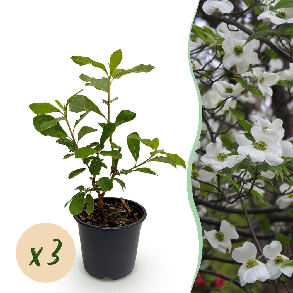 Cornouiller à fleurs de floride - 3 plants - h 35 cm, pot ø12 cm
