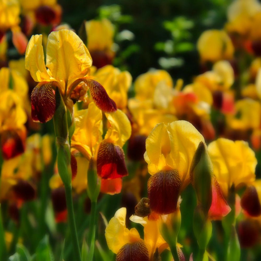 3 iris michigan