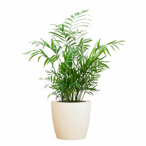 Chamadorea elegans et son pot blanc - hauteur 55cm