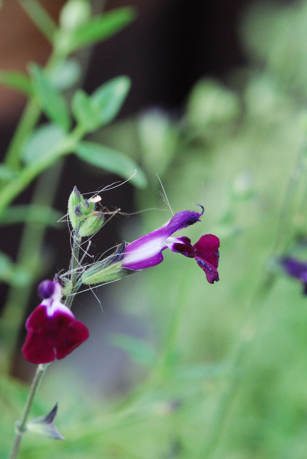 Sauge 'amethyst lips' - en pot de 3 litres