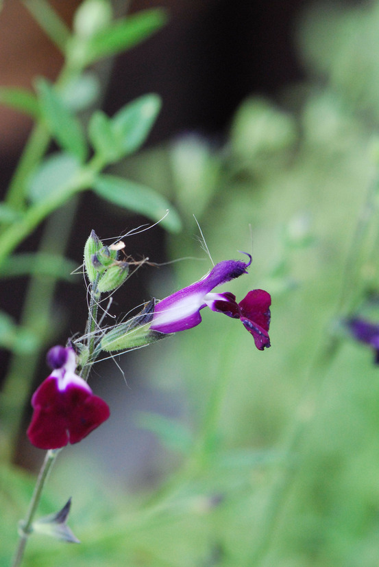 Sauge 'amethyst lips' - en pot de 3 litres