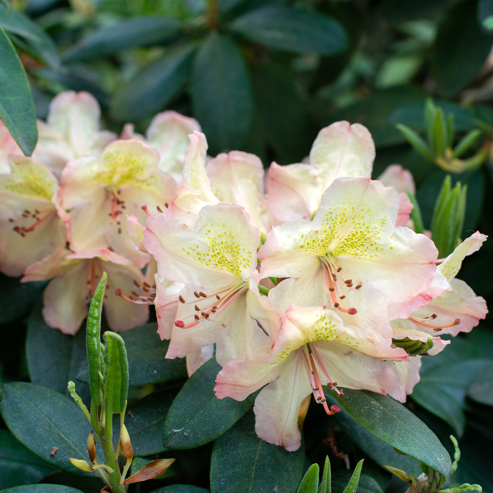 Rhododendron hybride easydendron inkarho belkanto pot de 4l/5l