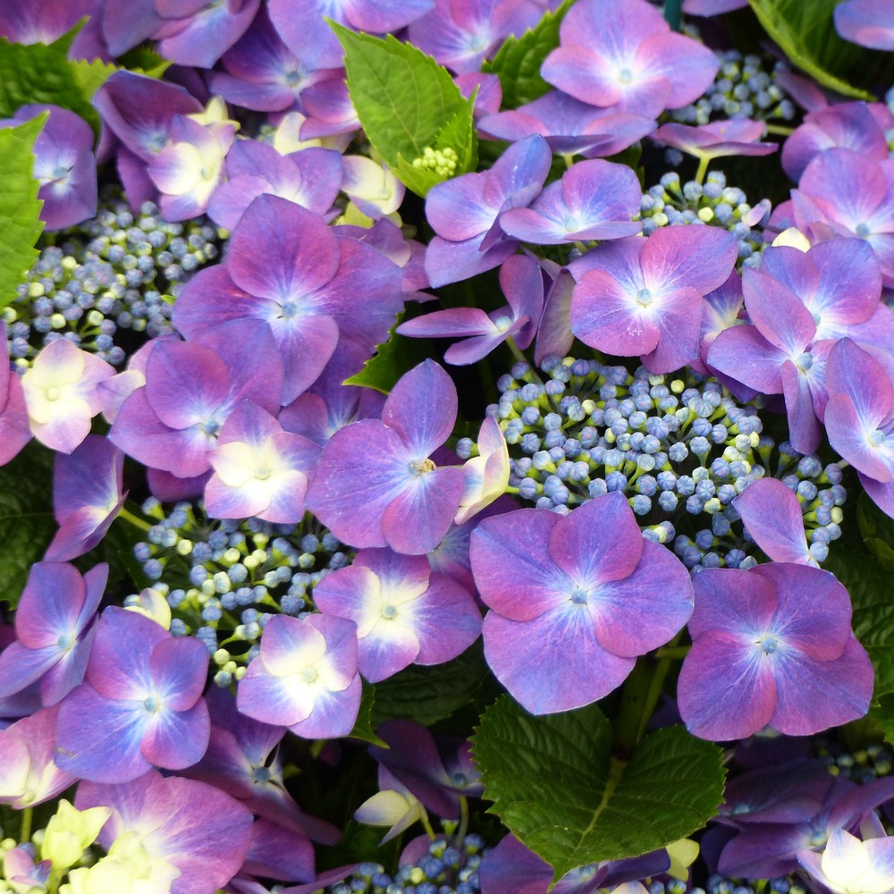 Hortensia 'kardinal violet' pot de 2l/3l